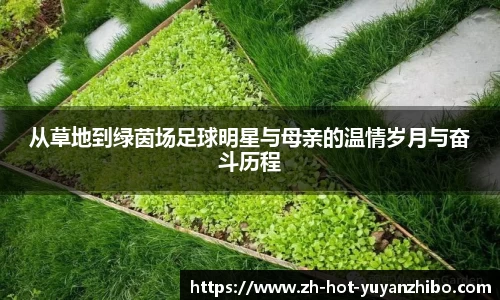 雨燕体育直播平台